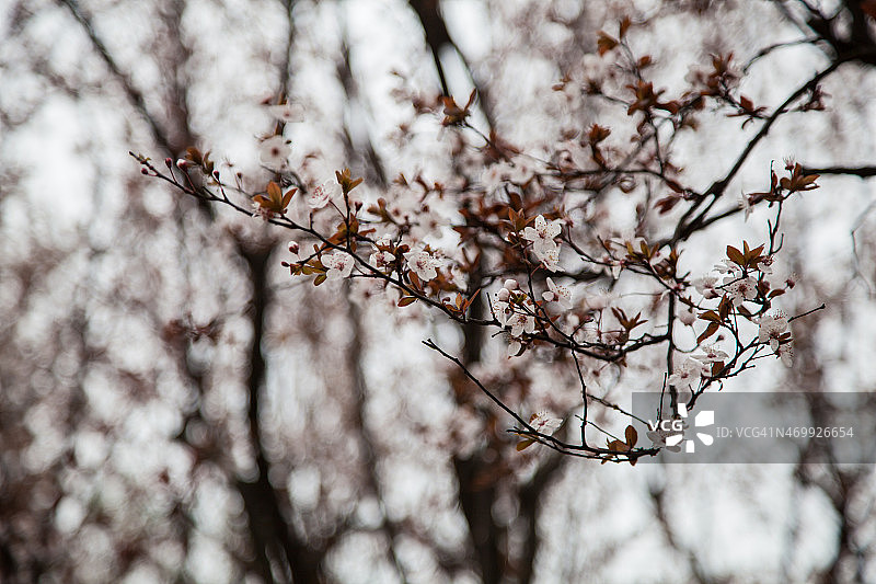 春天樱花盛开图片素材