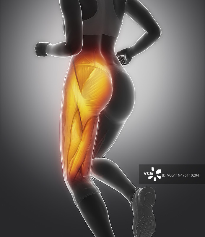 大腿肌肉女性解剖学图片素材
