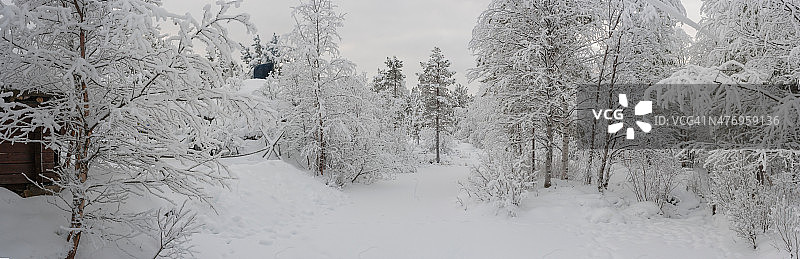 芬兰的拉普兰(北极圈以北155英里)。冬天的早晨图片素材