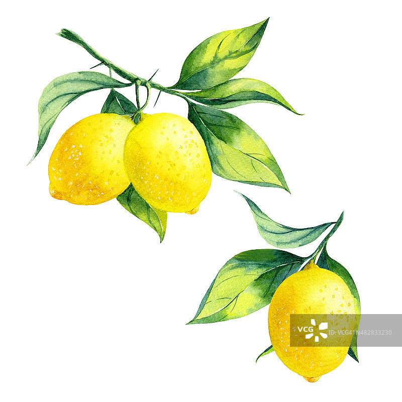 水彩柠檬分支图片素材
