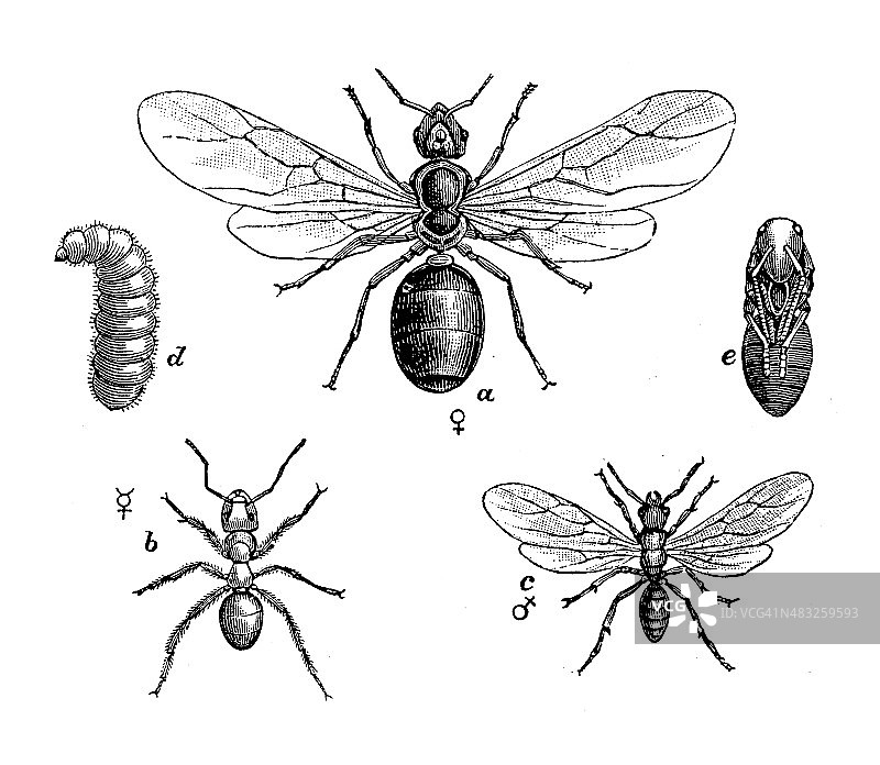 黄草甸蚂蚁(Lasius flavus)仿古插图图片素材