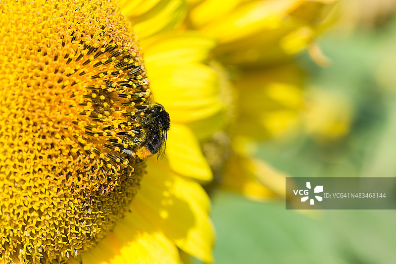 蜜蜂采集花蜜并为向日葵授粉。图片素材