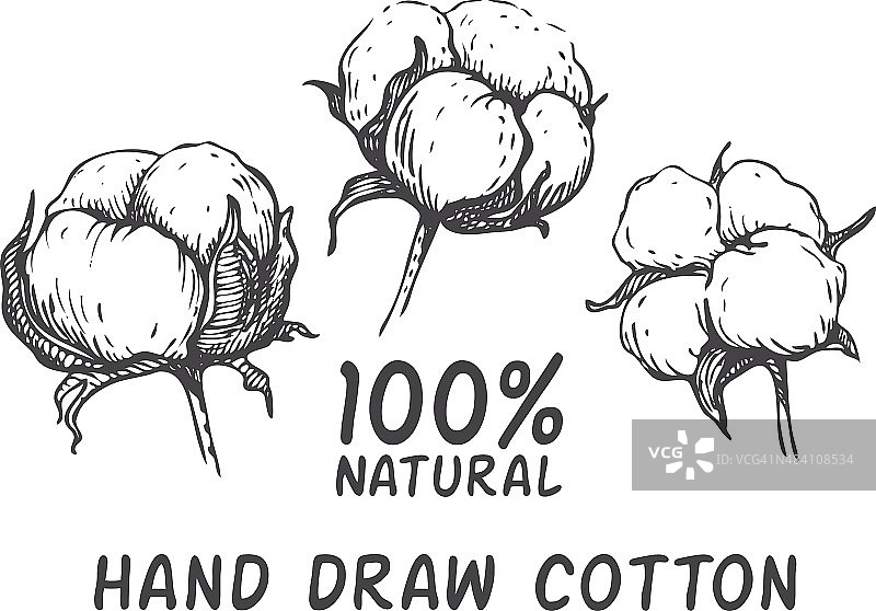 矢量套手绘墨棉植物。图片素材
