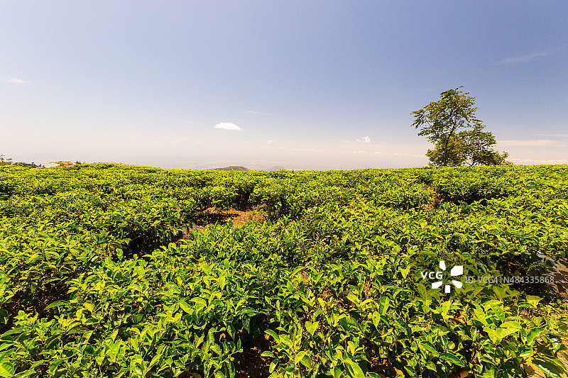 斯里兰卡茶园的绿色景观图片素材