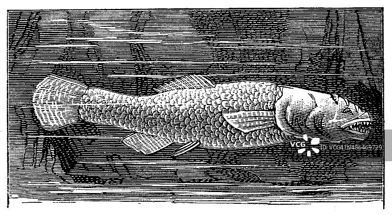 北方洞穴鱼或北方盲鱼(Amblyopsis spelaea)的古插图图片素材