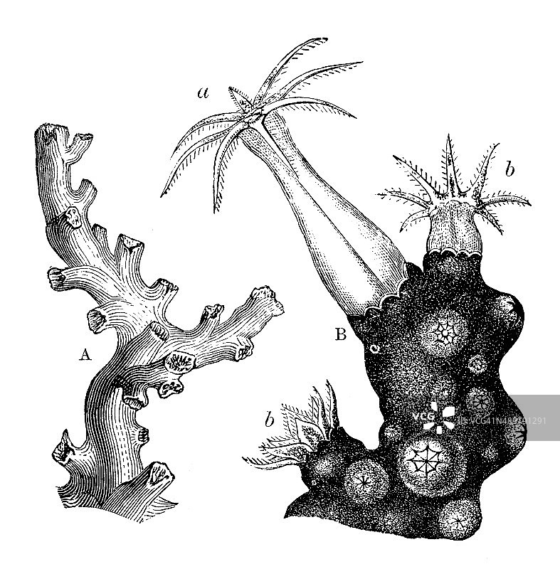 古老的珊瑚插图图片素材