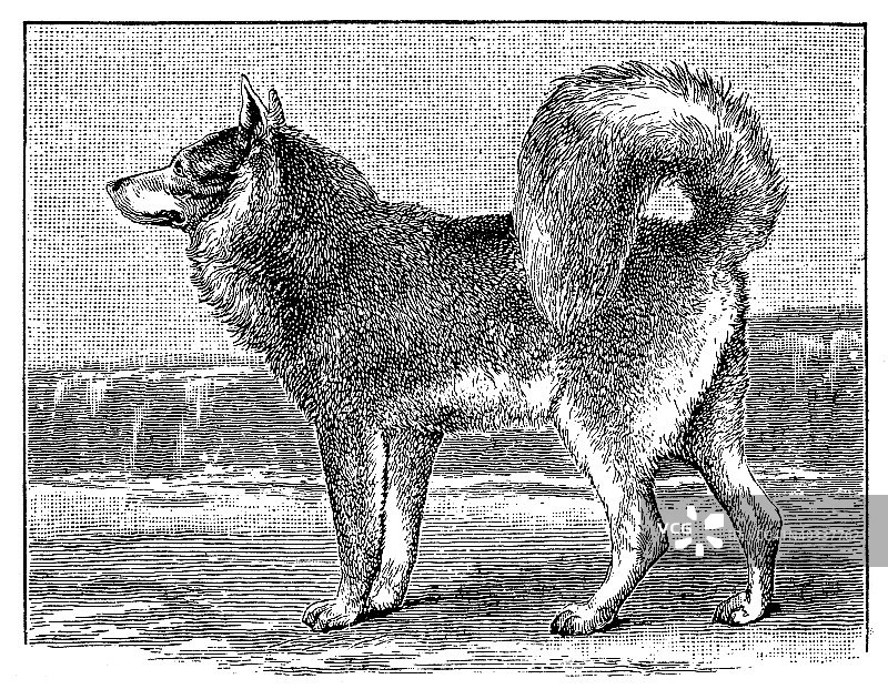 爱斯基摩狗的古董插图图片素材