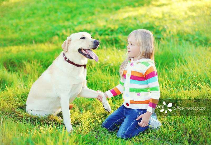 拉布拉多猎犬在夏天把爪子放在草地上图片素材