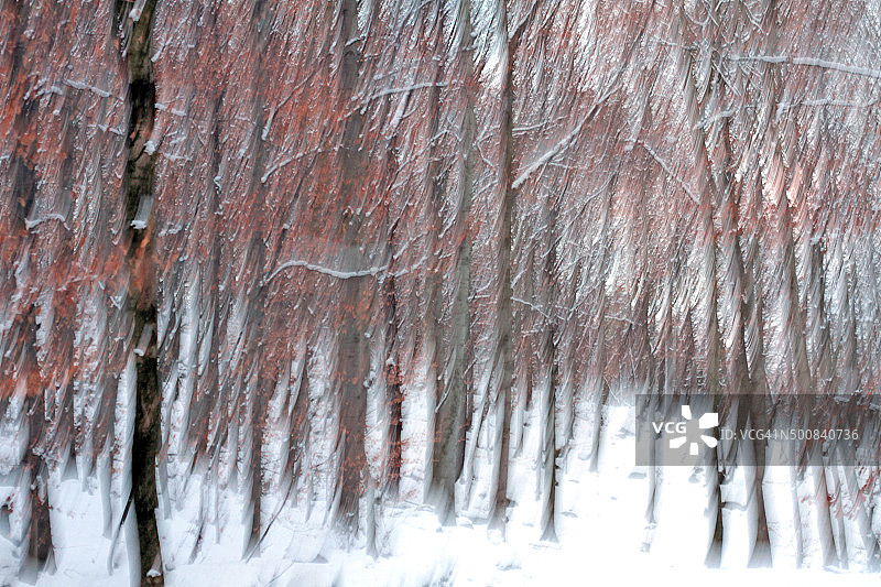 积雪模糊的冬天森林图片素材
