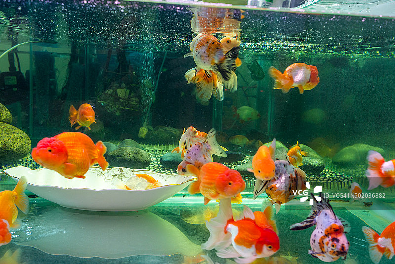 日本兰楚金鱼和奥兰达金鱼在美丽的水族馆图片素材