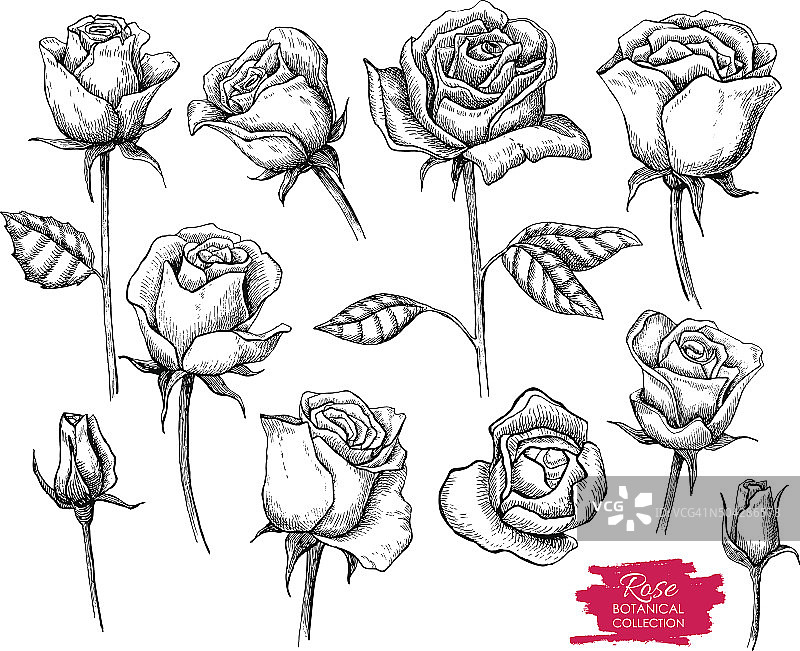矢量手绘植物玫瑰集。刻集合图片素材