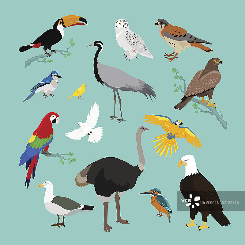 各种鸟类平面设计的集合图片素材
