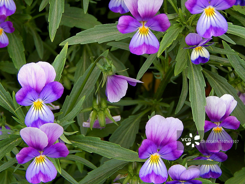 美丽的花园紫罗兰。图片素材