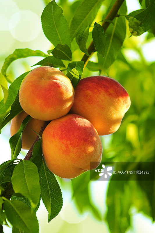 一棵桃树的枝头上长着美丽的桃树果实图片素材