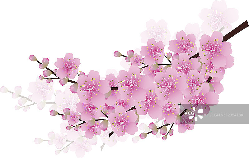 樱花樱花盛开春天的背景樱花图片素材