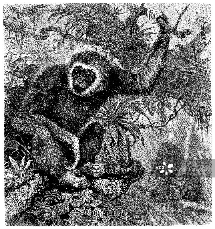 长臂猿的古董插图(Hylobates lar)图片素材