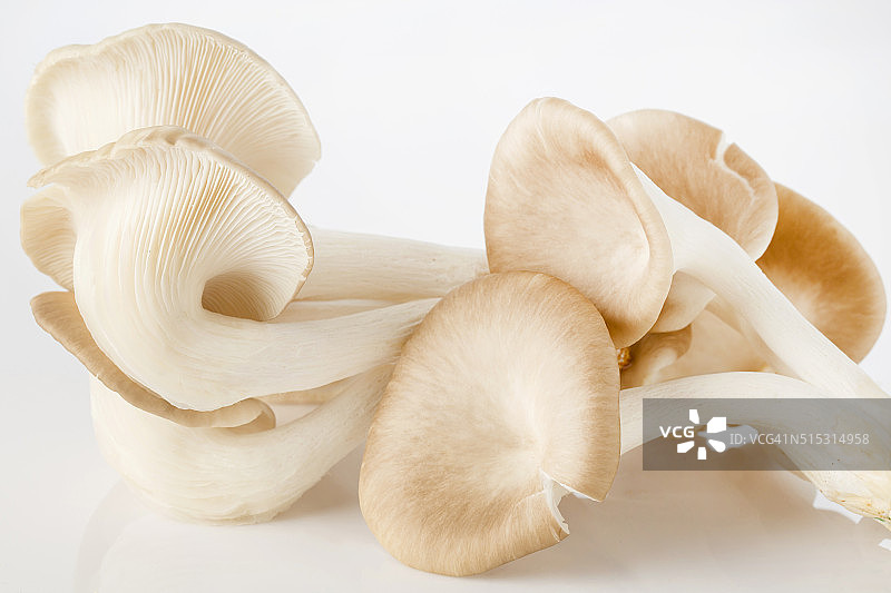 白色背景上的平菇图片素材