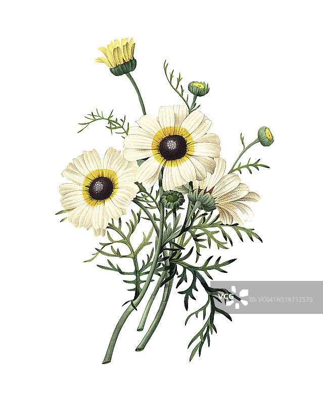 菊花| Redoute花卉插图图片素材
