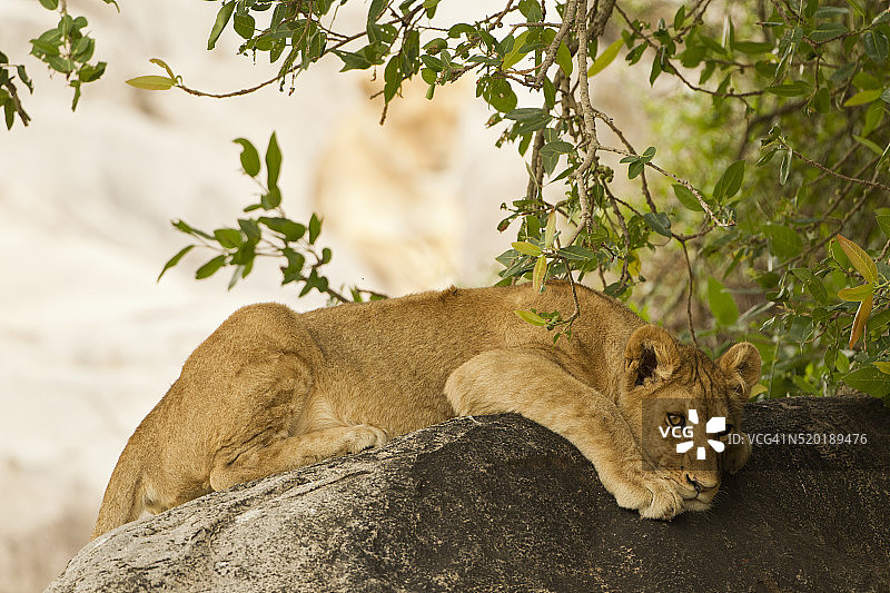 狮子躺在巨石上图片素材