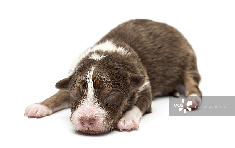 澳大利亚牧羊犬幼犬，7天大，躺在白色的背景图片素材