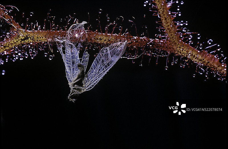 被茅膏菜抓住的昆虫(Drosera)图片素材