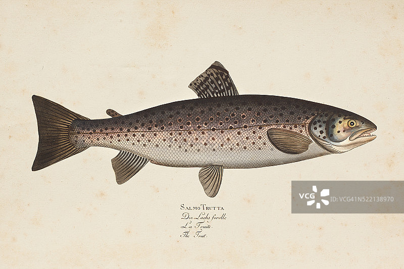 1785年雕刻的棕色鳟鱼图片素材