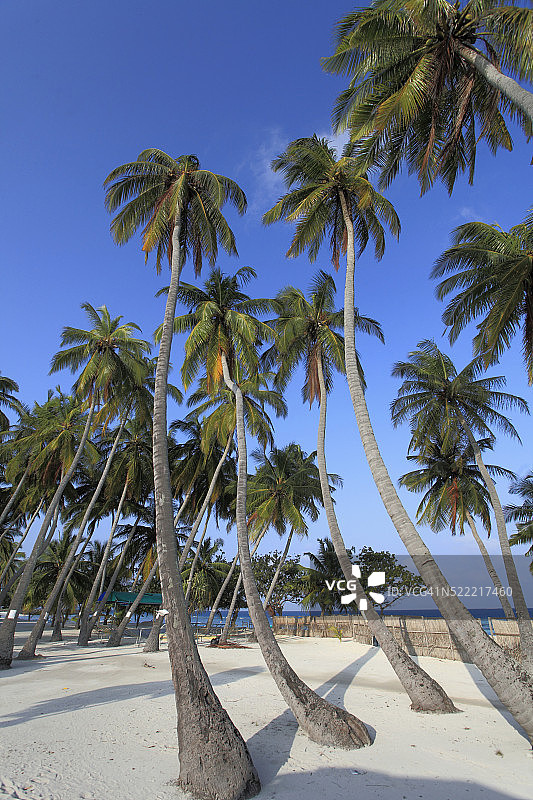 马尔代夫，Maafushi岛，椰子树林，图片素材