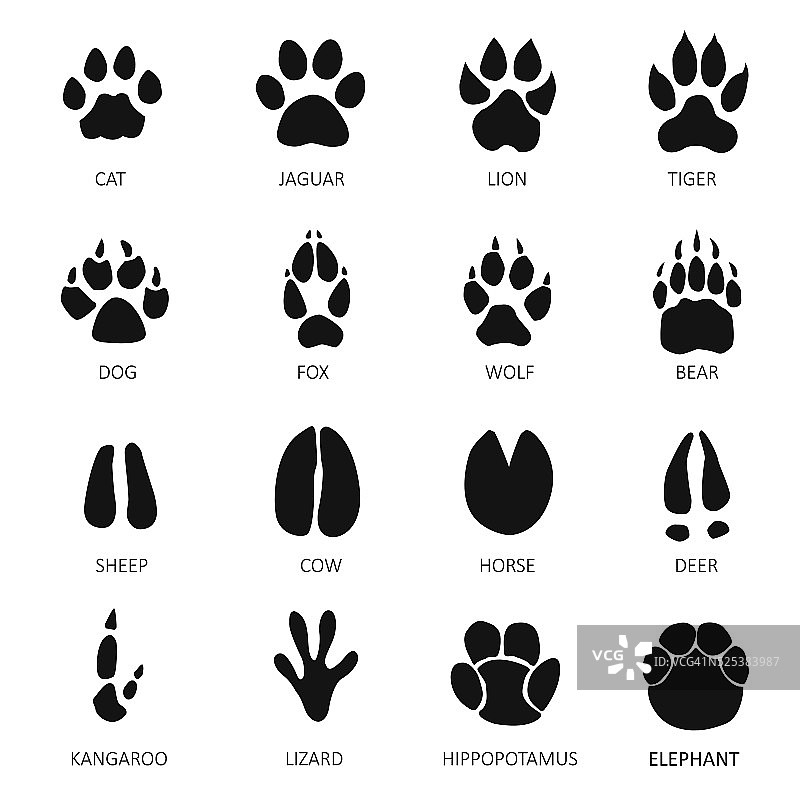 动物的脚印图片素材