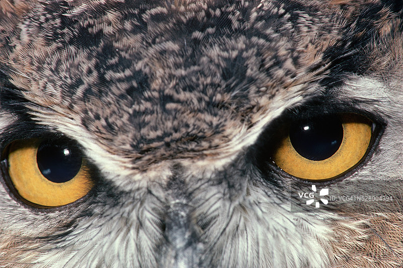 大角猫头鹰的眼睛图片素材
