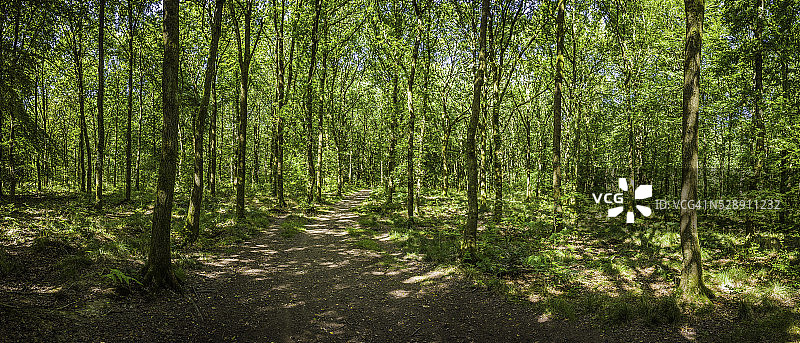 大地小径穿过田园诗般的夏日绿意盎然的林地全景图片素材