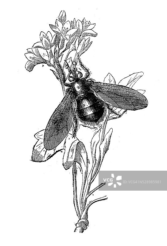 古色古香的棘球虫插图图片素材