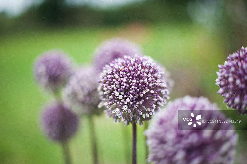 紫色头花茎在绿色花园图片素材
