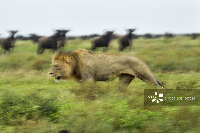 狮子和牛羚群图片素材