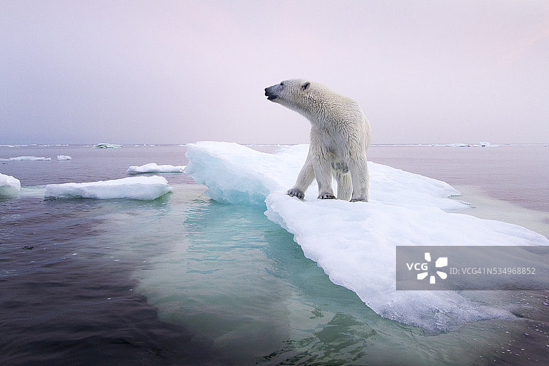 北极熊，哈德逊湾，加拿大图片素材