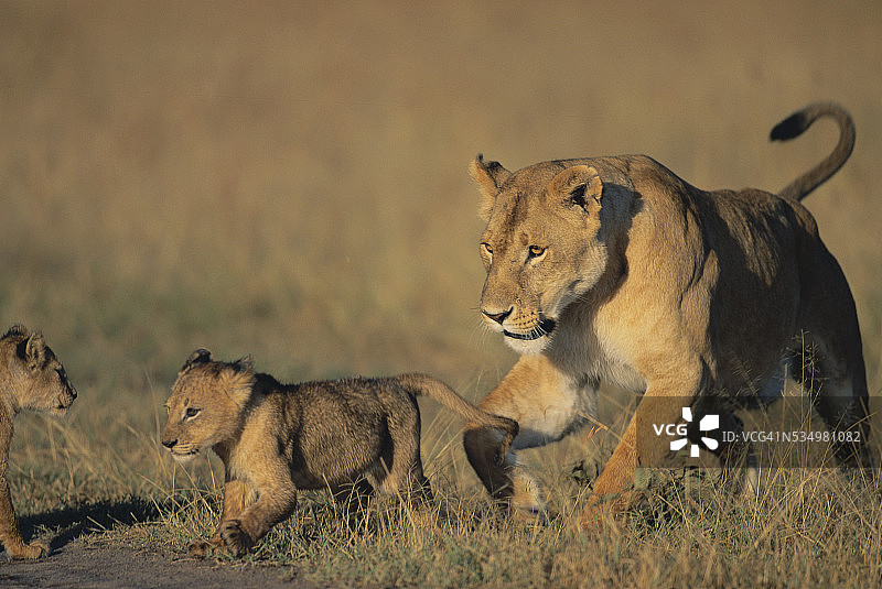 母狮与幼崽玩耍图片素材