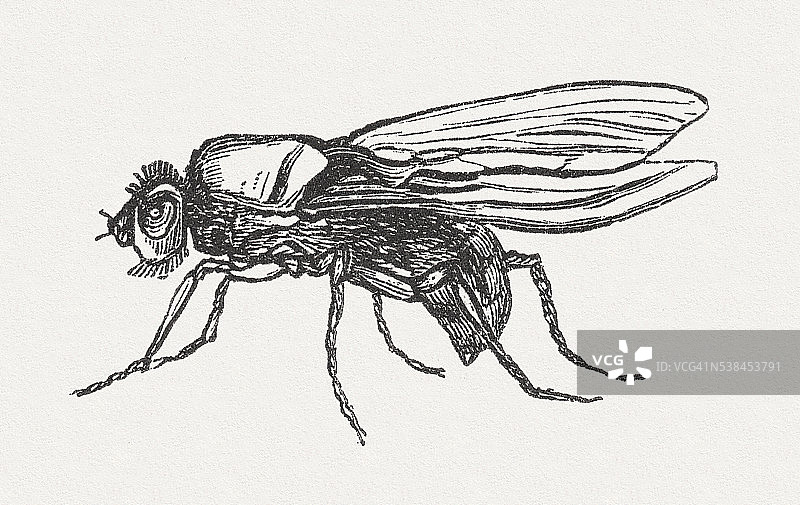 甘蓝蝇(Delia radicum, female)，木版，1882年出版图片素材