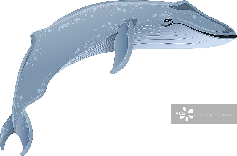 海洋哺乳动物蓝鲸图片素材