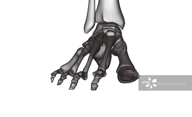 人类足部骨骼结构的特写图片素材