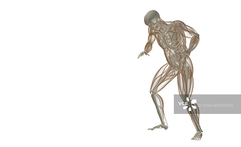 两腿分开的人类骨架图片素材