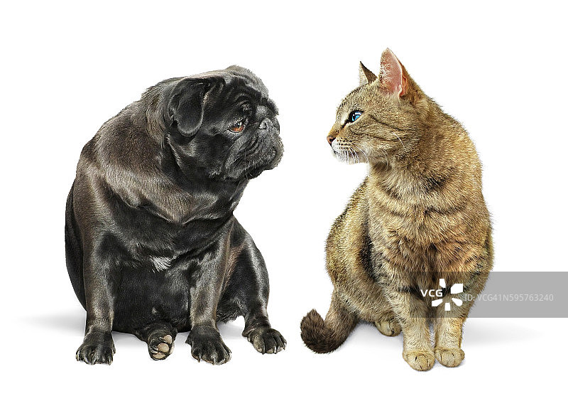 猫和狗面面相觑图片素材