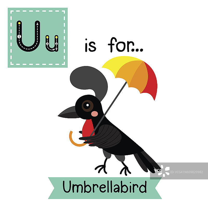 字母U跟踪。Umbrellabird。图片素材