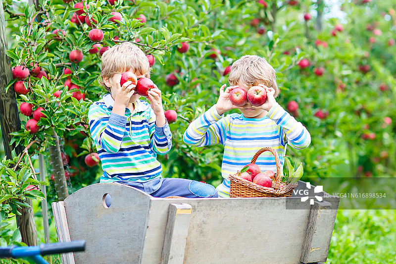 两个小男孩在农场的秋天摘红苹果图片素材