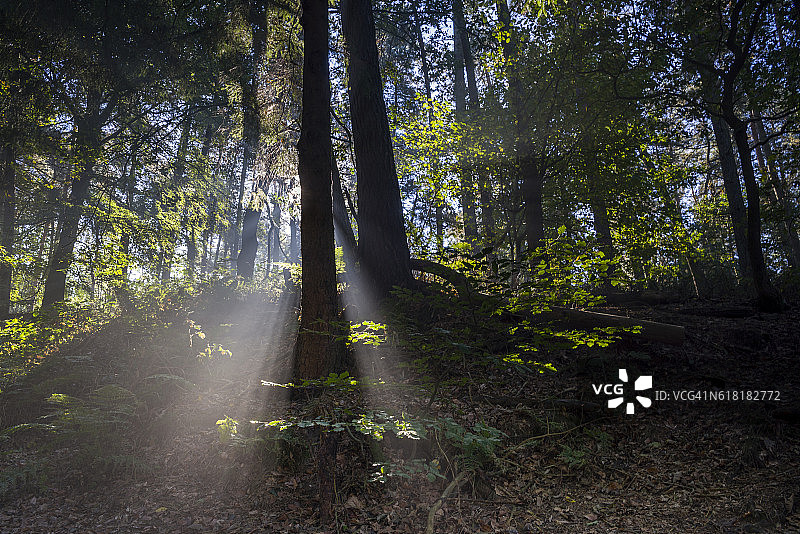阳光照射在雾蒙蒙的秋天的森林里图片素材