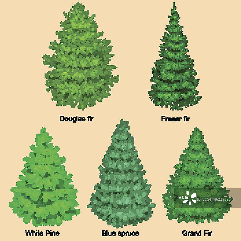 圣诞向量树像冷杉或松树蓝图片素材