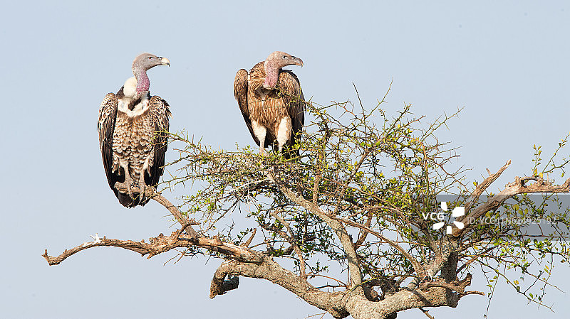 树上有一只非洲秃鹫。图片素材
