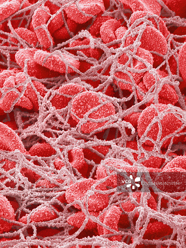 凝结的人类红细胞图片素材