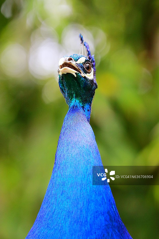 野生美丽的亚洲印第安孔雀唱歌呼唤，彩虹蓝脖子图片素材