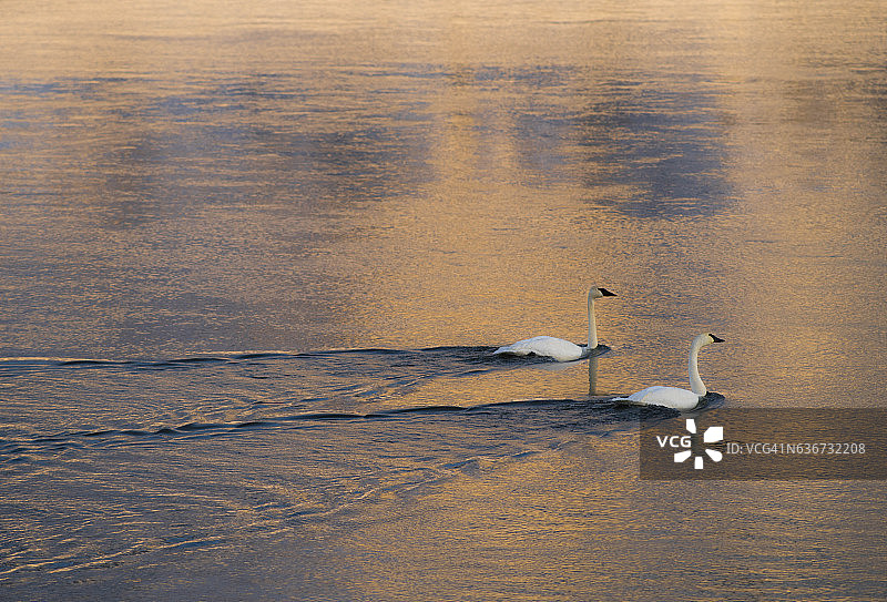 黎明时分，号手天鹅在河上飞翔图片素材