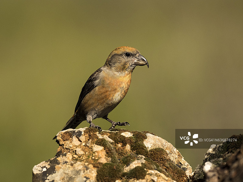 红十字鸟(Loxia curvirostra)成年雄性，站在一块有地衣的岩石上。西班牙、欧洲。图片素材