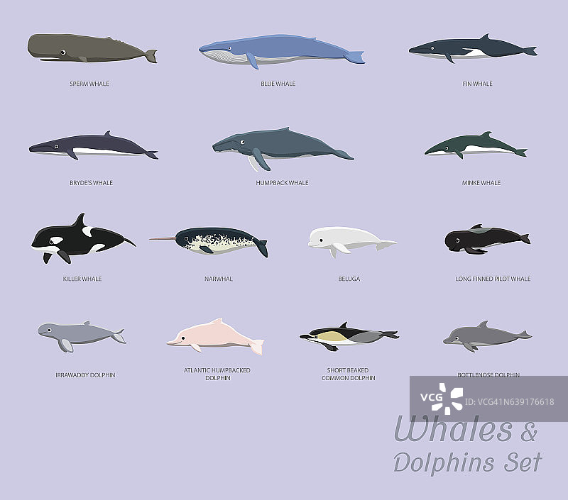 鲸鱼和海豚设置卡通矢量插图图片素材